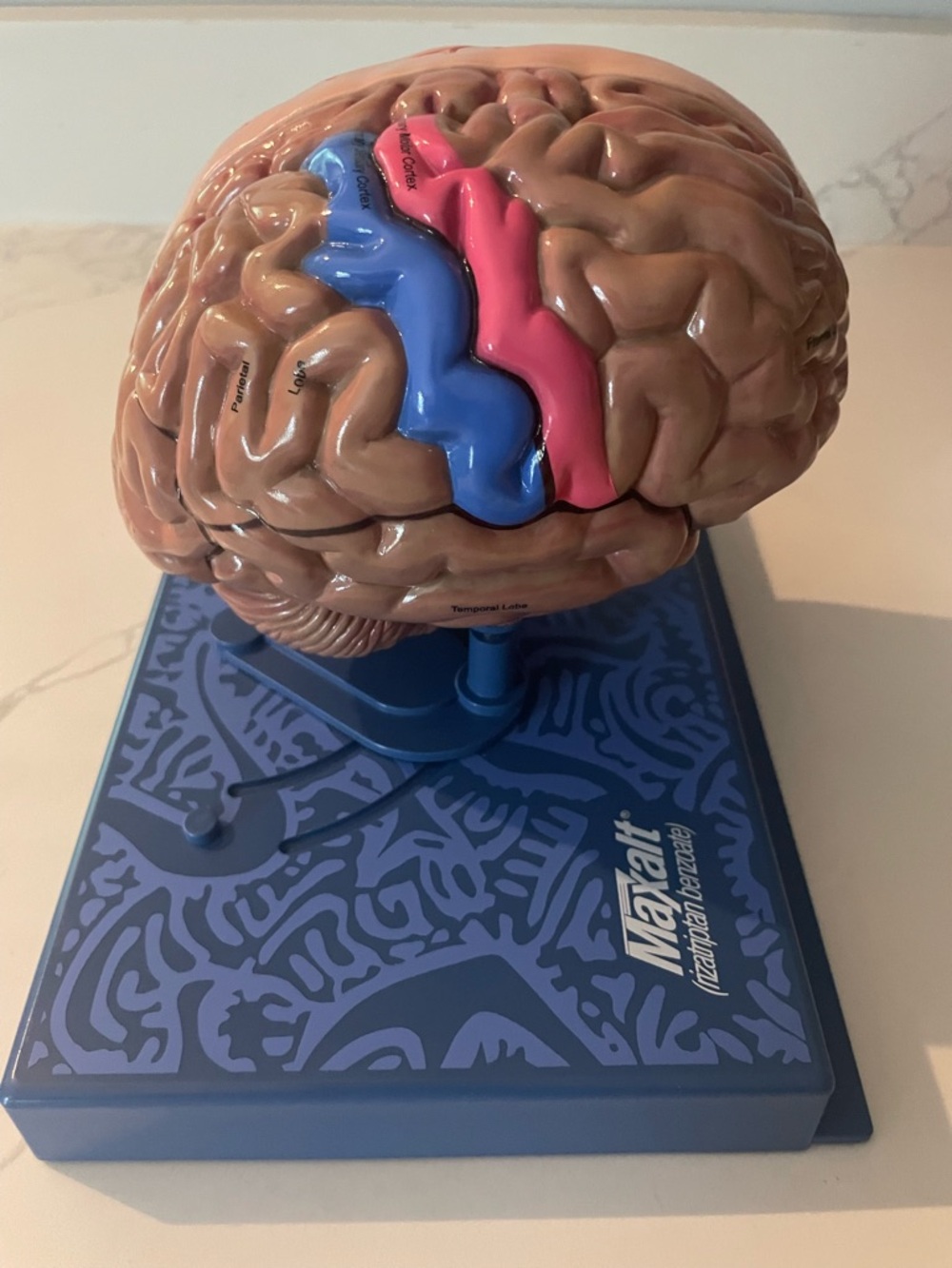 Merck Maxalt Brain Model - Picture 5 of 7